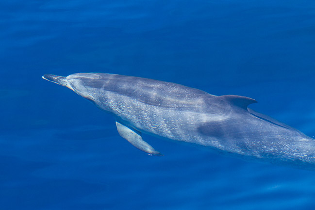 Atlantic Spotted Dolphin (Stenella frontalis), Tenerife