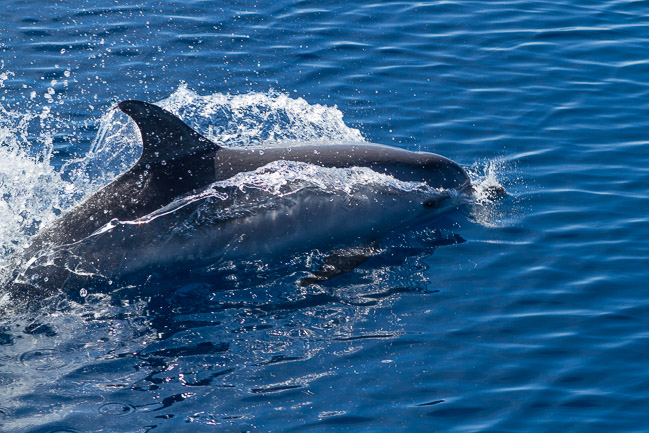 Atlantic Spotted Dolphin (Stenella frontalis), Tenerife