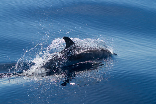 Atlantic Spotted Dolphin (Stenella frontalis), Tenerife