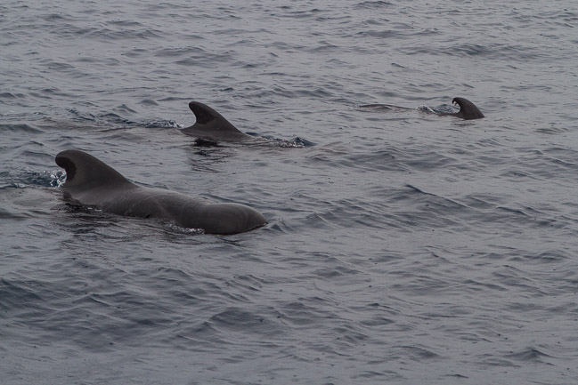 Short-finned Pilot Whales (Globicephala macrorhynchus), Tenerife