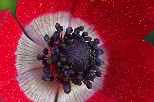 Anemone