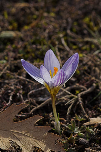Crocus