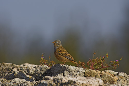 Male Cretzschmar's Bunting