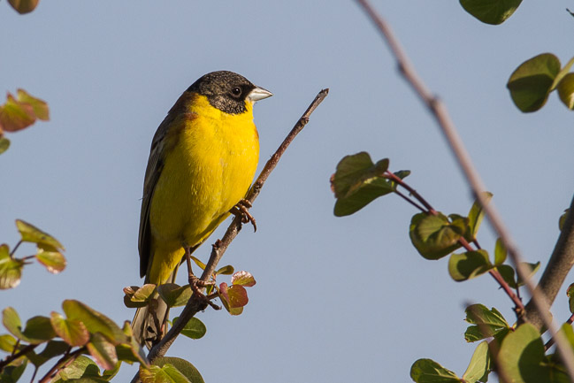 Male Black-headed Bunting, Roman ruins, Side
