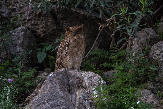 Brown Fish Owl, Oymapinar Baraji