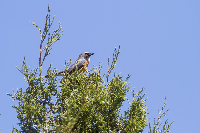 Male White-throated Robin