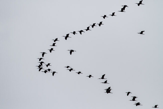 Flock of Glossy Ibis, Manavgat River mouth area