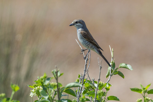 Female Red-backed Shrike, Manavgat River mouth area