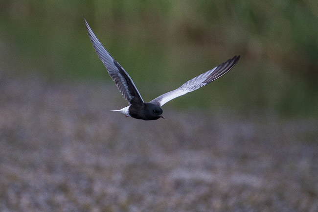 White-winged Black Tern, Manavgat River mouth area
