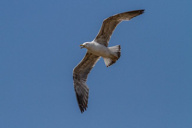 Yellow-legged Gull 3CY in flight, Manavgat River mouth area