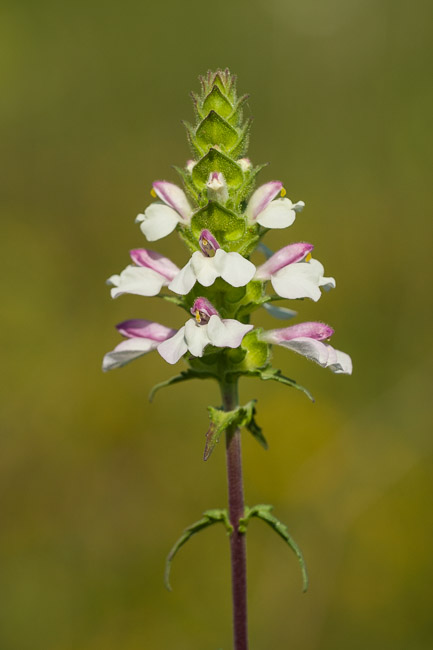 Mediterranean Linseed (Bellardia trixago), Kumkoy