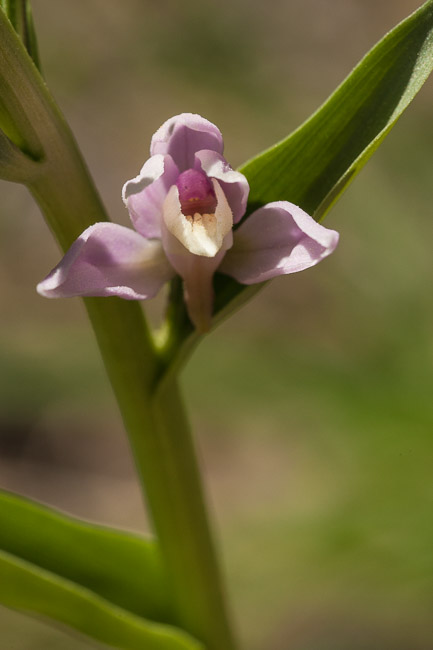 Kurdish Helleborine, Cemetary, Akseki