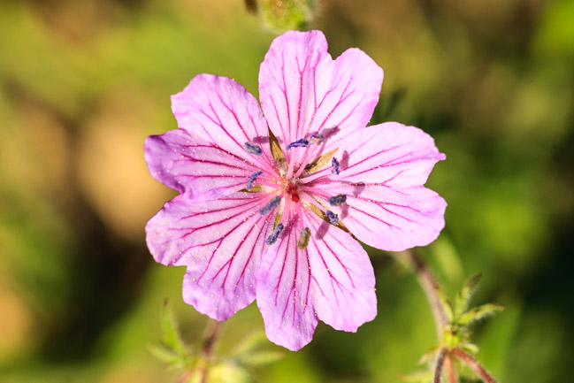 ???, old road, Akseki