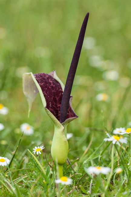 Arum dioscoridis, Kumkoy