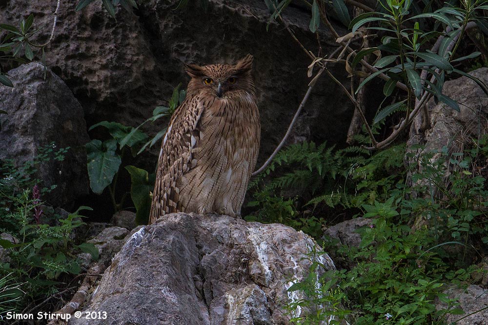 Brown Fish Owl