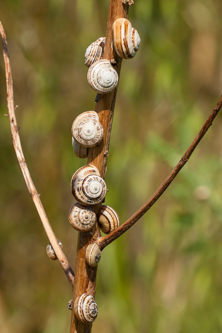 Snails on dead stem, Roman ruins, Side