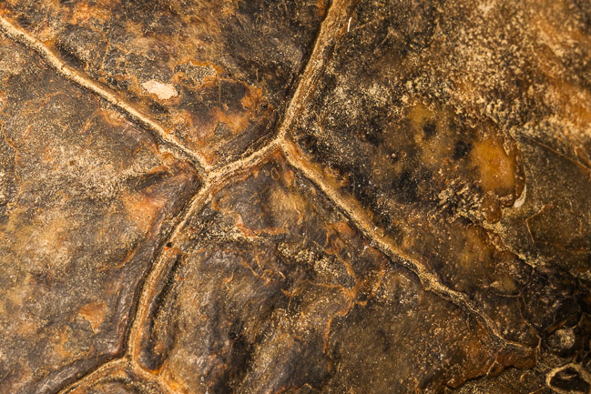 Close-up of shell of Spur-thighed Tortoise or Greek Tortoise (Testudo graeca), Roman ruins, Side