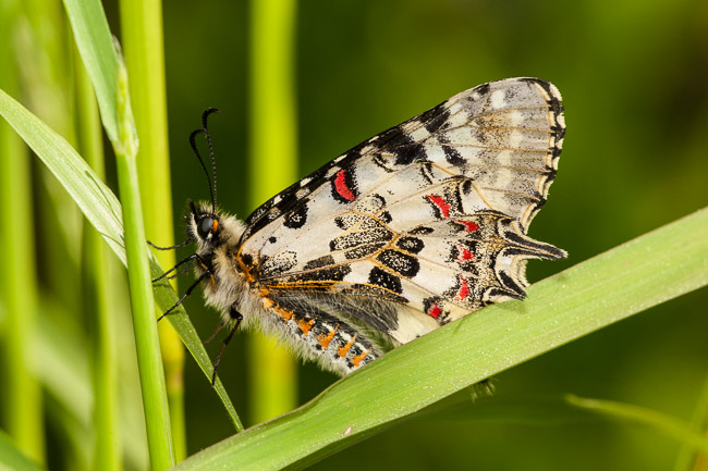 Eastern Festoon butterfly, Roman ruins, Side