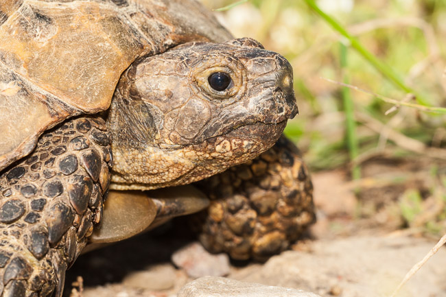 Close-up of Spur-thighed Tortoise, Roman ruins, Side