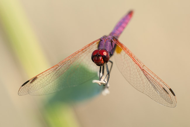 Violet Dropwing (Trithemis annulata), Manavgat River mouth area