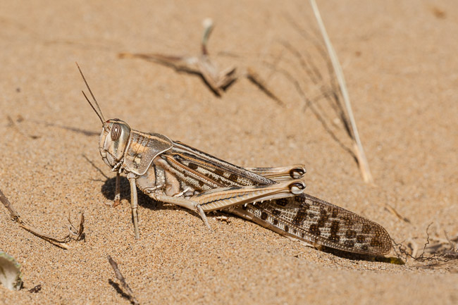 Egyptian Grasshopper (Anacridium aegyptum), Gundogdu