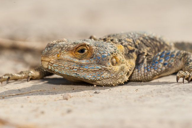 Starred Agama, Roman ruins, Side