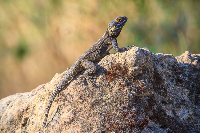 Starred Agama, Roman ruins, Side