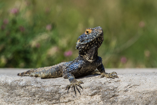 Starred Agama, Roman ruins, Side