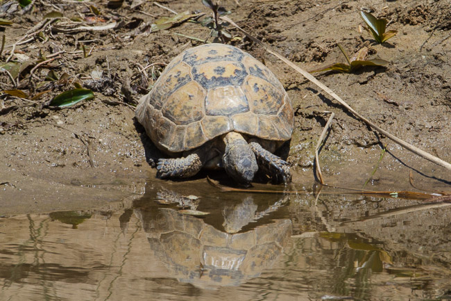 Spur-thighed Tortoise drinking, near Manavgat River mouth