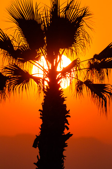 Sunset behind palm tree, Side