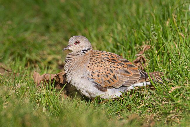 Turtle Dove, Collafirth, Mainland Shetland