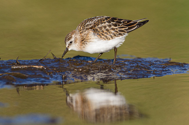 Juvenile Little Stint, Toab, Mainland Shetland
