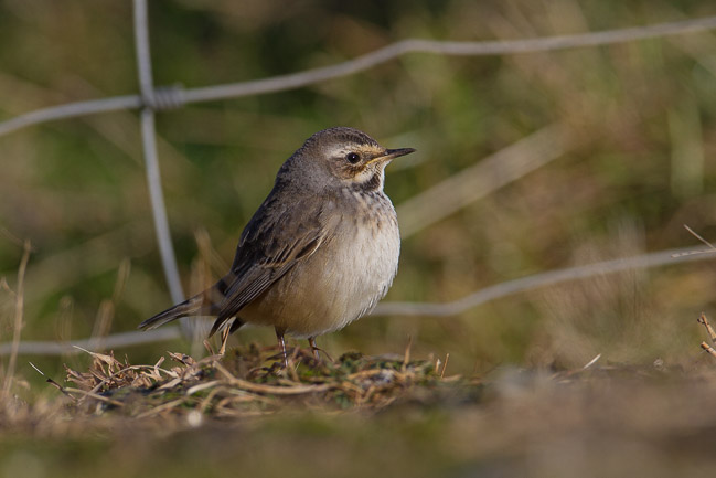 Bluethroat, Levenwick, Mainland Shetland