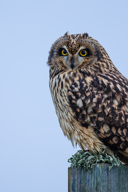 Short-eared Owl (Asio flammeus), Sumburgh, Mainland Shetland