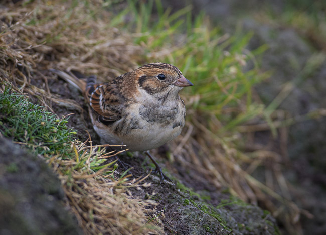 Lapland Bunting, Sumburgh Head, Shetland