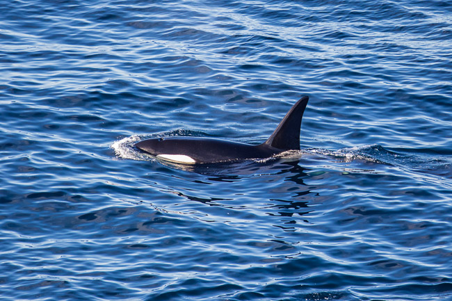 Orca, Sumburgh Head, Mainland Shetland