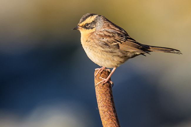 Siberian Accentor, near Scousborough, Mainland Shetland