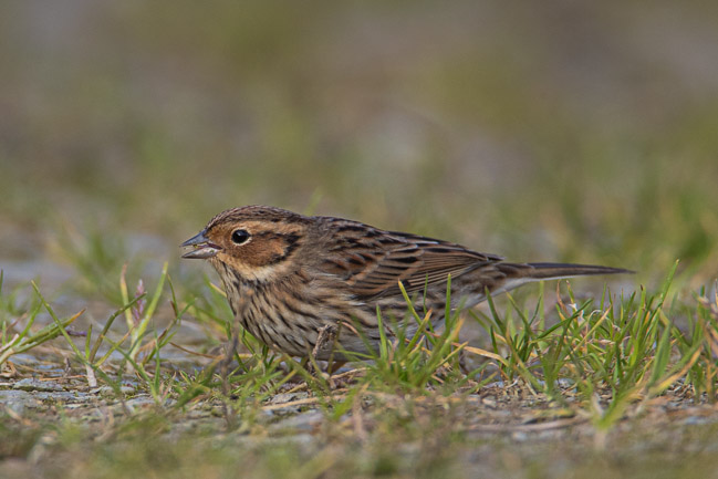 Little Bunting, Channerwick, Mainland Shetland