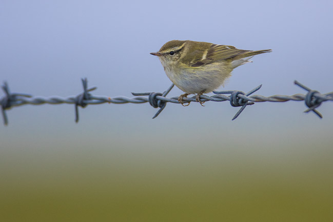 Yellow-browed Warbler, near Brake, Mainland Shetland