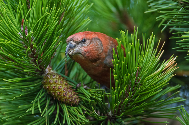 Male Parrot Crossbill (Loxia pytyopsittacus), Lerwick, Shetland