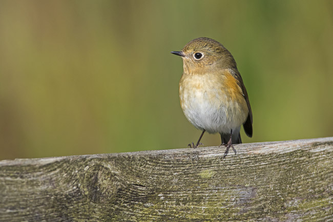Juvenile Red-flanked Bluetail (Tarsiger cyanurus), Isbister, Mainland Shetland