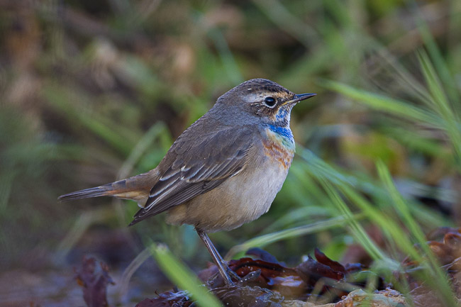 Bluethroat, Norwick Beach, Unst, Shetland