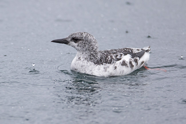 Black Guillemot, Lerwick, Mainland Shetland