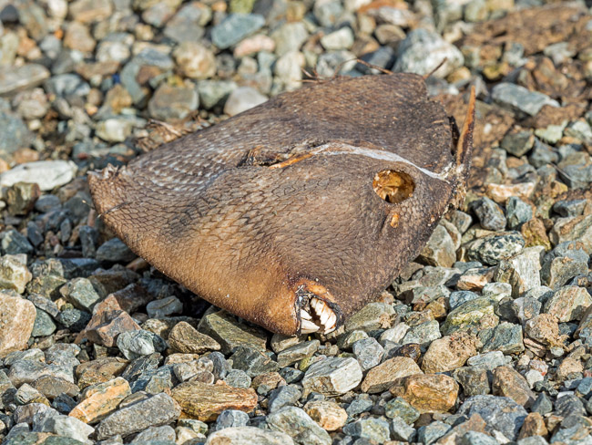 Grey Triggerfish (Balistes capriscus), Ronas Voe, Shetland (a southern warm water species)