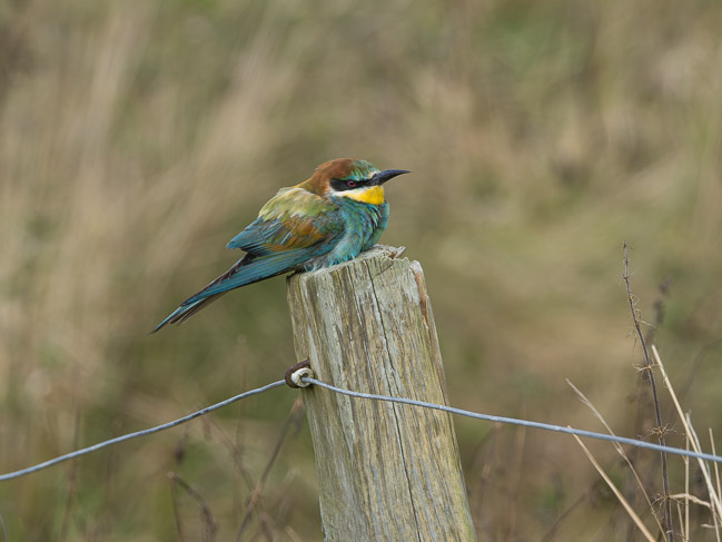 Bee-eater, Ollaberry / Kingland, Mainland, Shetland
