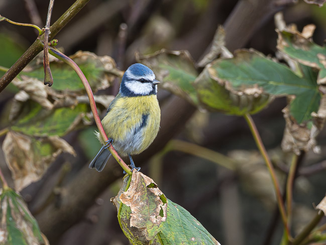 Blue Tit, Sand Lodge, Sandwick, Mainland Shetland