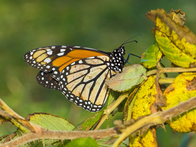 Monarch butterfly, Sumburgh, Mainland Shetland