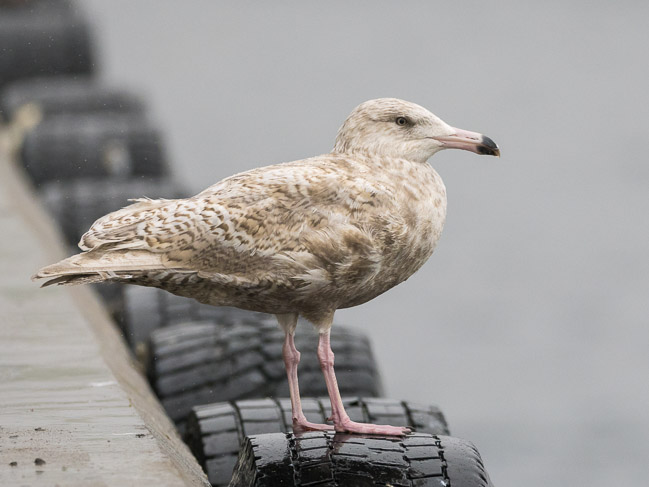Immature Glaucous Gull (2cy), Lerwick, Shetland
