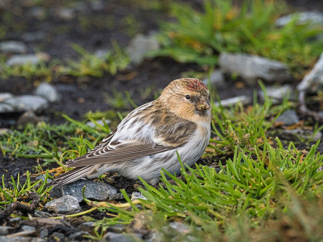 Hornemann's Arctic Redpoll, Lunna, Mainland Shetland