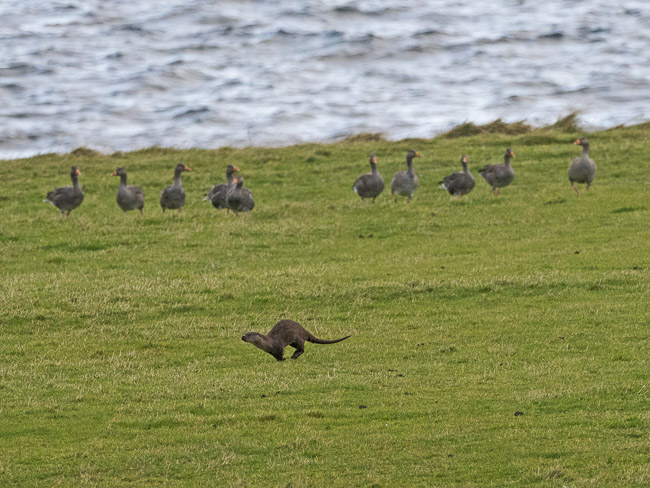 Running Otter watched by Greylag Geese, Yell, Shetland